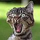������ ��� HIN